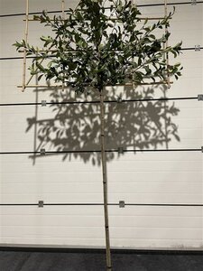 Photinia fraseri 'Red Robin'= 'Roodborstje' 10-12 Hoogstam cont. 30L SCHERM,br150xh120 180 cm stam