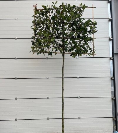 Photinia fraseri 'Red Robin'= 'Roodborstje' 10-12 STA cont. 30L screen,br150xh120 180 cm stem