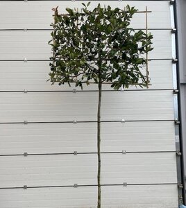 Photinia fraseri 'Red Robin'= 'Roodborstje' 10-12 STA cont. 30L screen,br150xh120 180 cm stem
