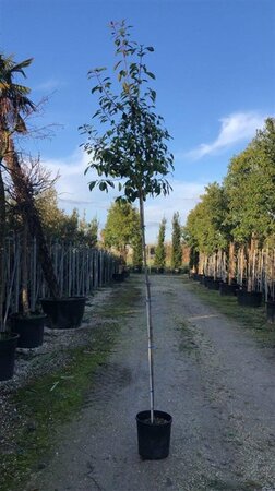 Photinia fraseri 'Red Robin'= 'Roodborstje' 6-8 Hoogstam cont. 18L - afbeelding 1