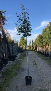 Photinia fraseri 'Red Robin'= 'Roodborstje' 6-8 Hoogstam cont. 18L