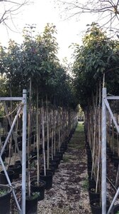 Photinia fraseri 'Red Robin'= 'Roodborstje' 6-8 Hoogstam cont. 18L - afbeelding 2