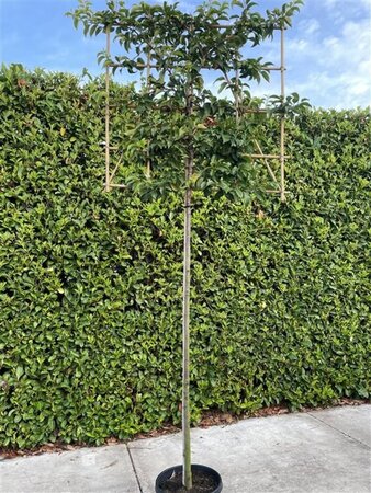 Prunus lusitanica var. azorica 'Tico' 8-10 Hoogstam cont. 30L SCHERM,br120xh120 180 cm stam