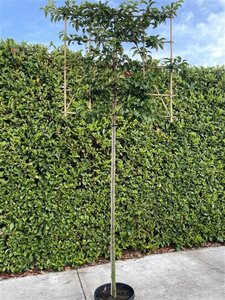 Prunus lusitanica var. azorica 'Tico' 8-10 Hoogstam cont. 30L SCHERM,br120xh120 180 cm stam