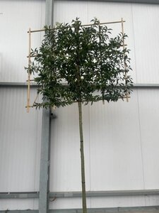 Prunus lusitanica 'Angustifolia' 14-16 Hoogstam draadkluit SCHERM,br150xh120 180 cm stam