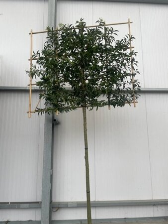 Prunus lusitanica 'Angustifolia' 14-16 STA WRB screen,br150xh120 180 cm stem