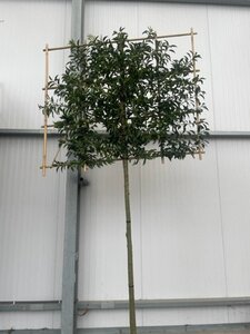 Prunus lusitanica 'Angustifolia' 16-18 Hoogstam draadkluit SCHERM,br150xh120 180 cm stam