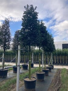 Ilex 'Nellie R. Stevens' 20-25 STA cont. 110L