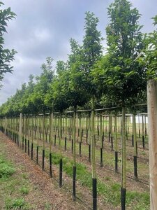 Prunus lusitanica 'Brenelia' 12-14 Hoogstam draadkluit 2 X verplant