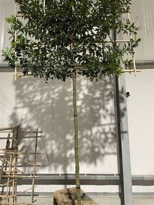 Prunus lusitanica 'Brenelia' 12-14 Hoogstam draadkluit SCHERM,br150xh120 180 cm stam - afbeelding 1