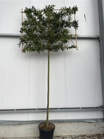 Prunus lusitanica 'Brenelia' 12-14 STA WRB screen,br150xh120 180 cm stem - image 2