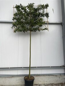 Prunus lusitanica 'Brenelia' 12-14 STA WRB screen,br150xh120 180 cm stem - image 2