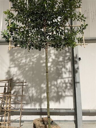 Prunus lusitanica 'Brenelia' 14-16 STA WRB screen,br150xh120 180 cm stem