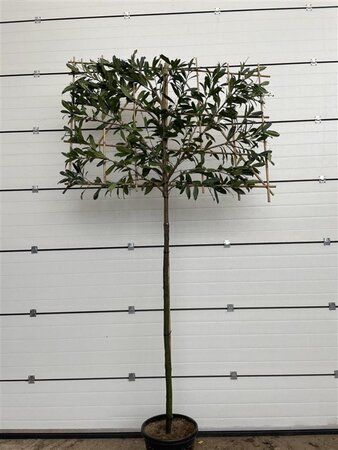 Prunus l. 'Caucasica' 14-16 Hoogstam cont. 35L SCHERM, br180xh120 180 cm stam