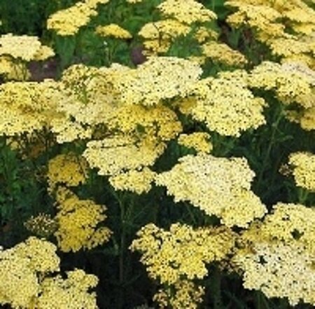 Achillea 'Credo' geen maat specificatie 0,55L/P9cm - afbeelding 2
