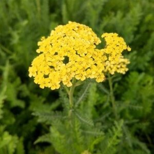 Achillea 'Credo' geen maat specificatie 0,55L/P9cm