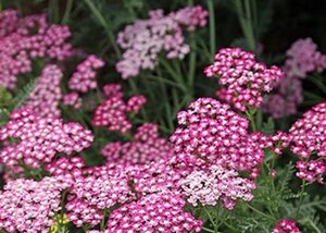 Achillea m. 'Red Beauty' geen maat specificatie 0,55L/P9cm