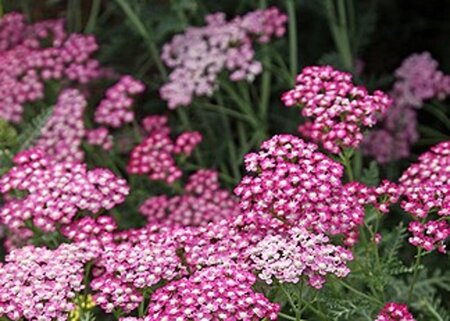 Achillea m. 'Red Beauty' geen maat specificatie 0,55L/P9cm
