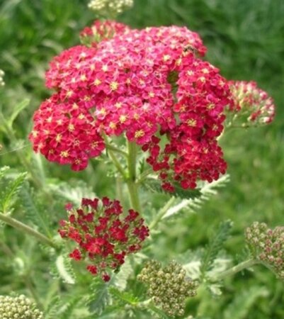 Achillea m. 'Red Velvet' geen maat specificatie 0,55L/P9cm