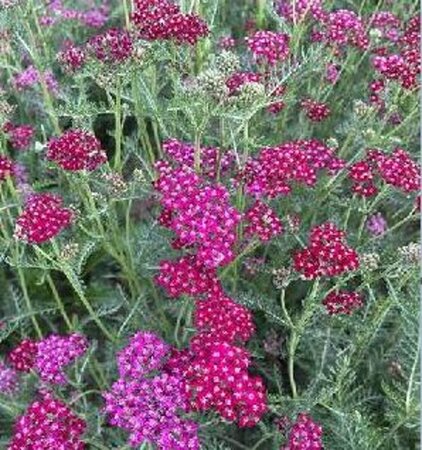 Achillea m. 'Sammetriese' geen maat specificatie 0,55L/P9cm