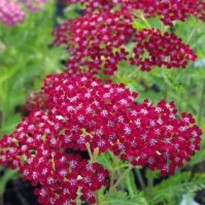 Achillea m. 'Summerwine' geen maat specificatie 0,55L/P9cm