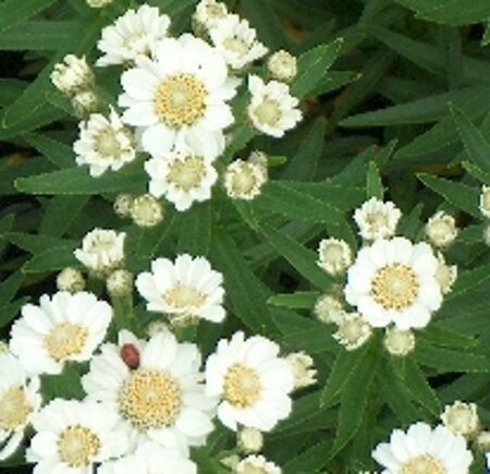 Achillea ptarmica 'Nana Compacta' geen maat specificatie 0,55L/P9cm - image 1