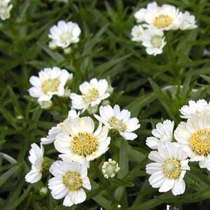 Achillea ptarmica 'Nana Compacta' geen maat specificatie 0,55L/P9cm - image 2