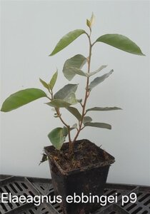 Adenophora 'Gaudi Violet' geen maat specificatie 0,55L/P9cm