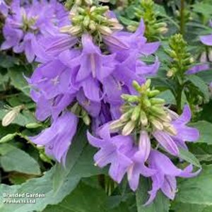 Adenophora 'Gaudi Violet' geen maat specificatie 0,55L/P9cm - afbeelding 1