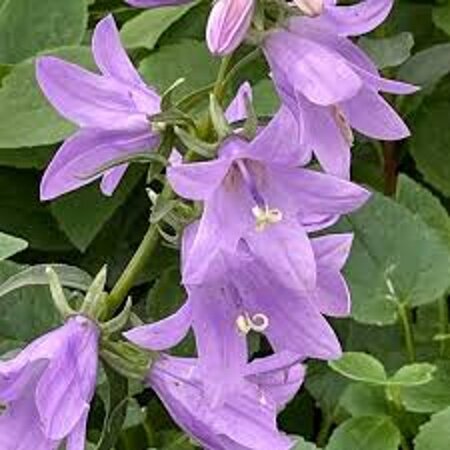 Adenophora 'Gaudi Violet' geen maat specificatie 0,55L/P9cm - afbeelding 2