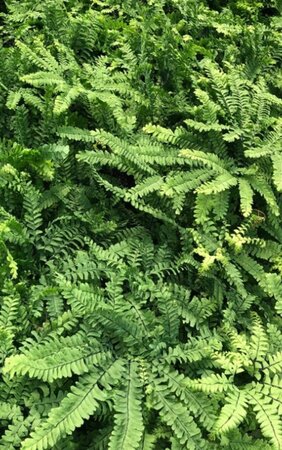 Adiantum pedatum 'Imbricatum' geen maat specificatie 0,55L/P9cm