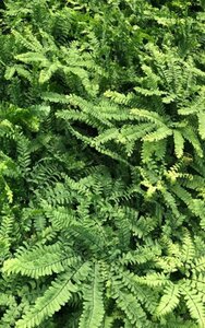 Adiantum pedatum 'Imbricatum' geen maat specificatie 0,55L/P9cm