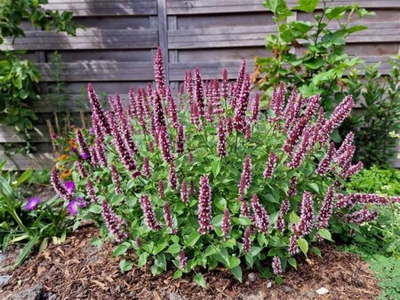 Agastache Beelicious Pink geen maat specificatie 0,55L/P9cm - afbeelding 1