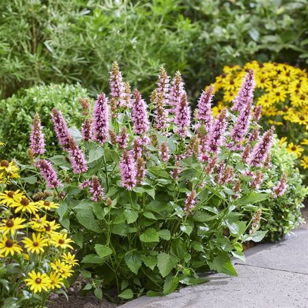 Agastache Beelicious Pink geen maat specificatie 0,55L/P9cm - afbeelding 3