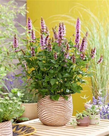 Agastache Beelicious Pink geen maat specificatie 0,55L/P9cm - afbeelding 2