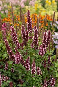 Agastache Beelicious Pink geen maat specificatie 0,55L/P9cm - afbeelding 4