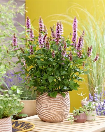 Agastache Beelicious Pink geen maat specificatie 0,55L/P9cm - afbeelding 4