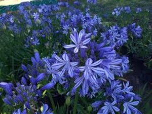 Agapanthus 'Charlotte' geen maat specificatie 0,55L/P9cm - afbeelding 1