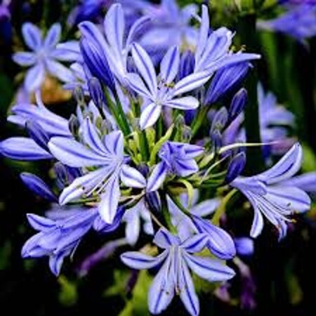 Agapanthus 'Charlotte' geen maat specificatie 0,55L/P9cm - afbeelding 2