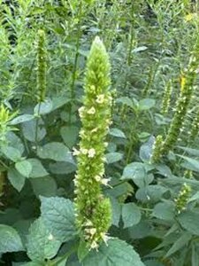 Agastache nepetoides geen maat specificatie 0,55L/P9cm
