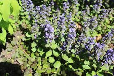 Ajuga reptans 'Catlin's Giant' geen maat specificatie 0,55L/P9cm - afbeelding 3
