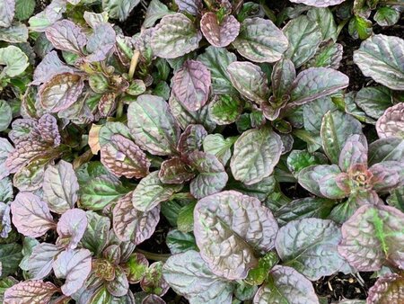 Ajuga reptans 'Catlin's Giant' geen maat specificatie 0,55L/P9cm - afbeelding 1