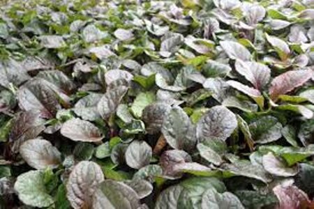 Ajuga reptans 'Catlin's Giant' geen maat specificatie 0,55L/P9cm - afbeelding 4