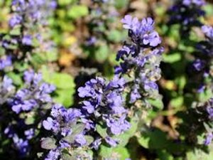 Ajuga reptans 'Catlin's Giant' geen maat specificatie 0,55L/P9cm - afbeelding 5