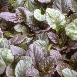 Ajuga reptans 'Catlin's Giant' geen maat specificatie 0,55L/P9cm - afbeelding 6