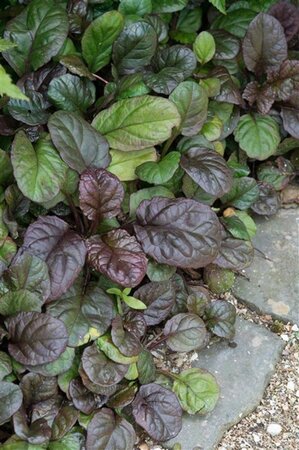 Ajuga reptans 'Catlin's Giant' geen maat specificatie 0,55L/P9cm - afbeelding 3