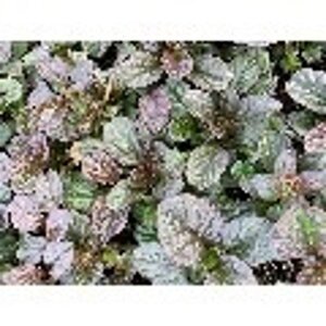 Ajuga reptans 'Catlin's Giant' geen maat specificatie 0,55L/P9cm - afbeelding 2