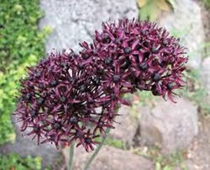Allium atropurpureum geen maat specificatie 0,55L/P9cm