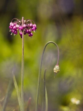 Allium cernuum 'Hidcote' geen maat specificatie 0,55L/P9cm