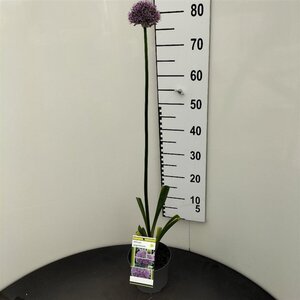 Allium giganteum geen maat specificatie cont. 2,0L
